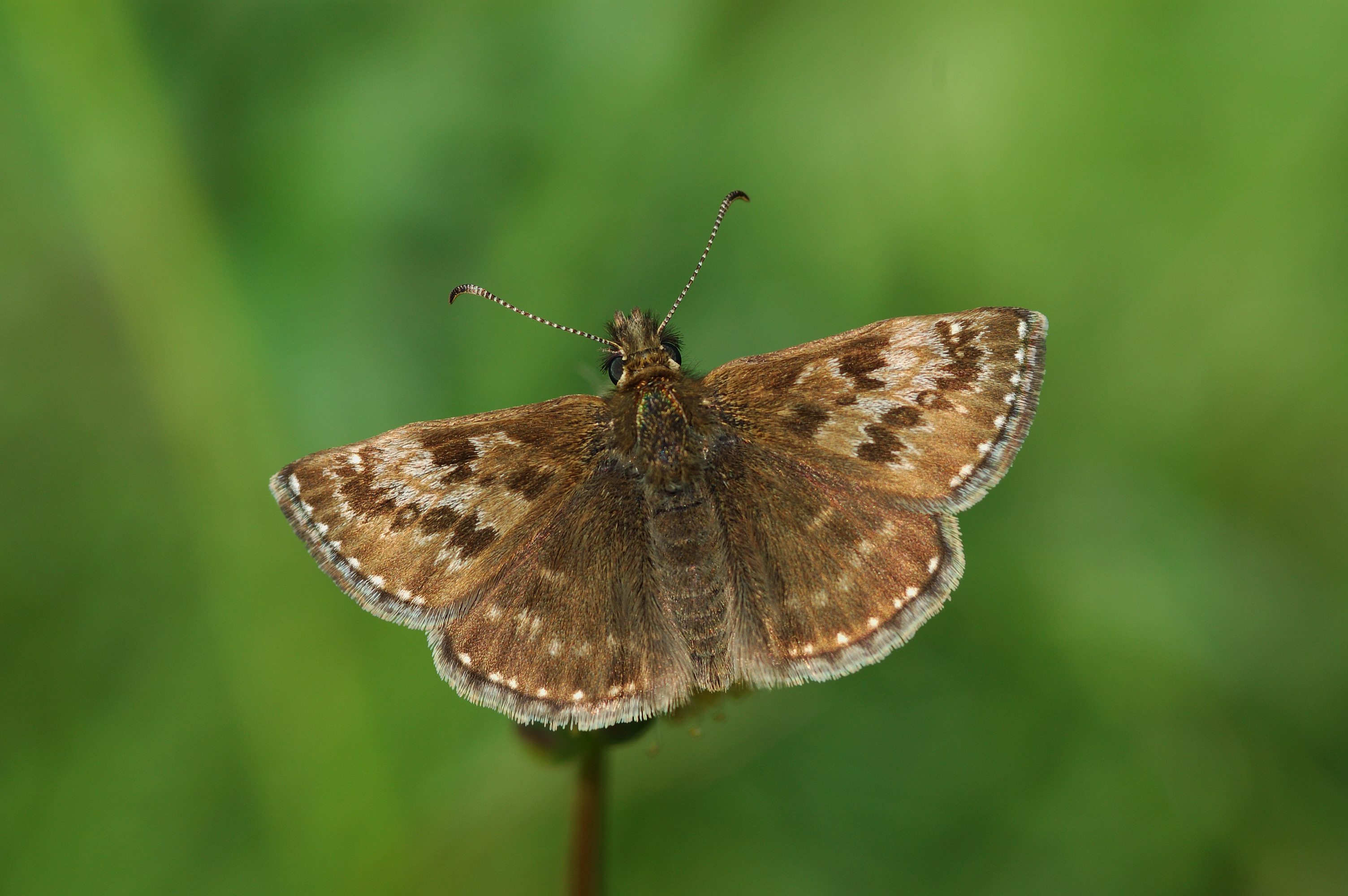 Image: The dingy skipper is locally distributed across England, Wales and north-east Scotland. It is a UK BAP priority species and has shown negative abundance trends and a declining distribution area. Credit: Jim Asher/Butterfly Conservation